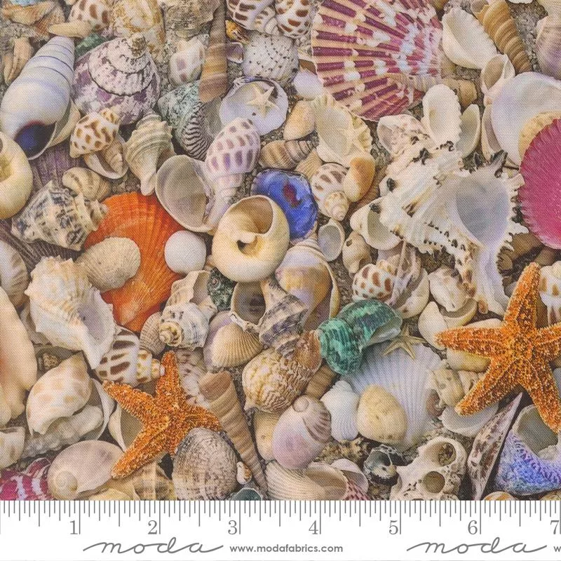 39570-11-saltwater-shell-cathe-holden 39570 11 Saltwater Shell - Cathe Holden