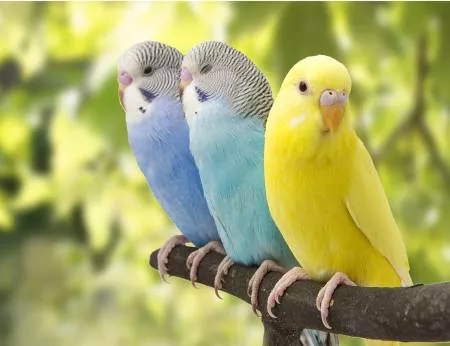 colorful-parakeets-panelfocus-on-fabric-bpt-014 Colorful Parakeets PanelFocus on Fabric BPT-014