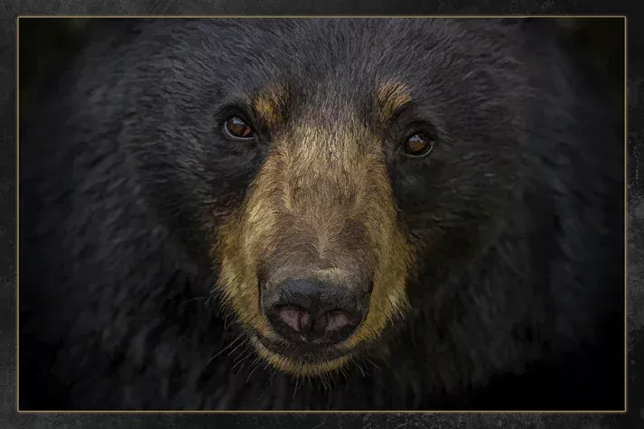 Focus On Fabric ANW-051 Black Bear Face