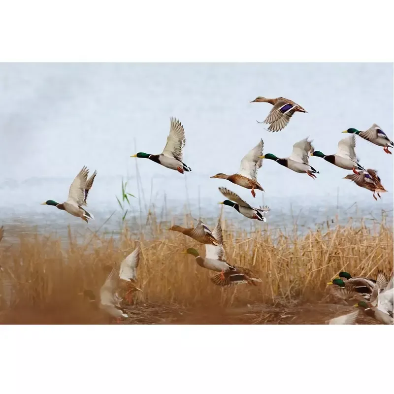 realistic-mallards-flying-over-lake-fabric-panel Realistic Mallards Flying Over Lake Fabric Panel